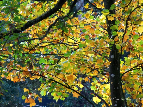 Bois des moutiers fall 2012 (43)